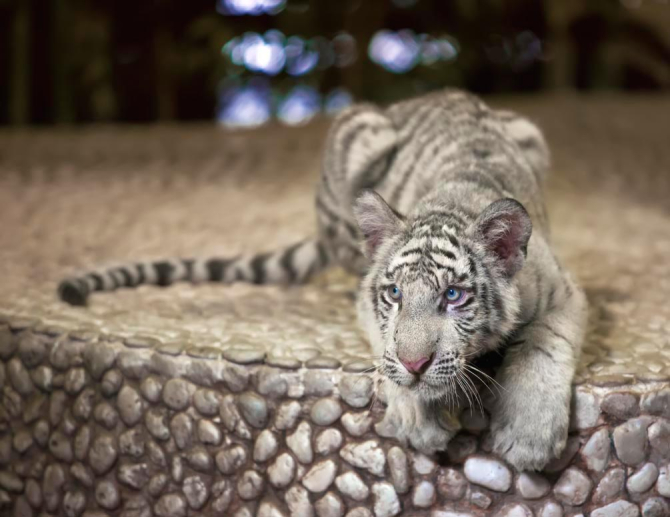 Фотообои Притаившийся тигр