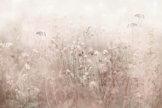 Фотошпалери бежеві сухоцвіти