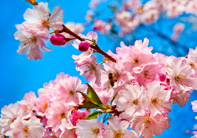 Фотообои Соцветия шиповника