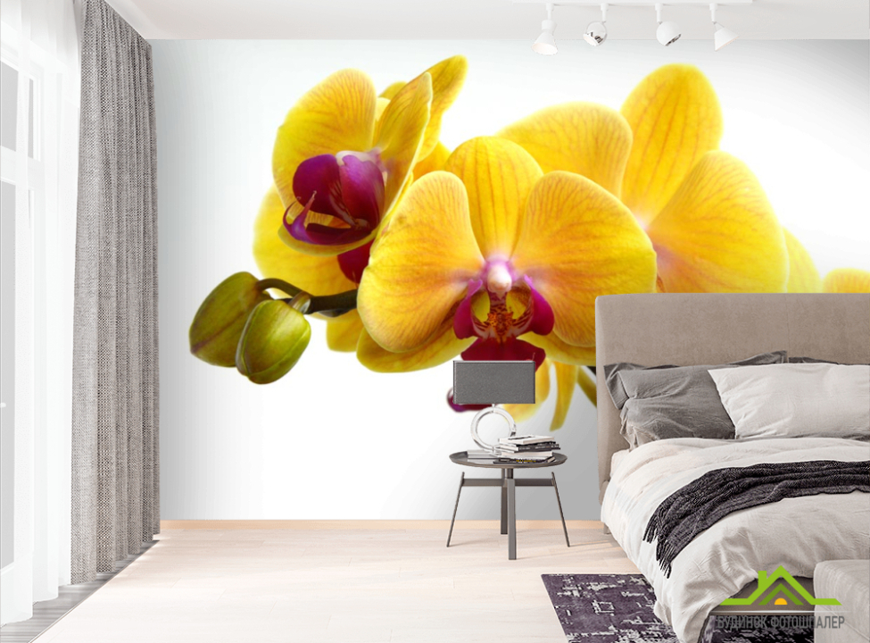 выбрать Фотошпалери жовті орхідеї на білому тлі Фотошпалери Орхідеї на стіну