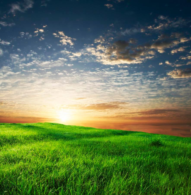 Фотообои Трава, небо