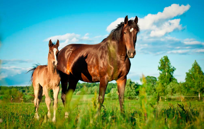 Фотообои Лошадь с жеребенком