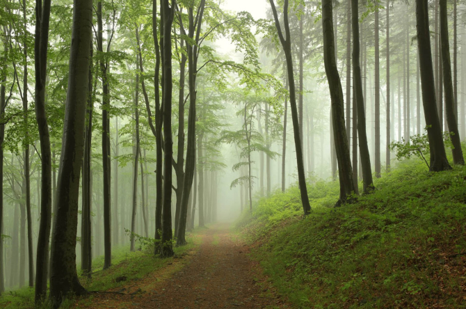 Фотошпалери Дерева