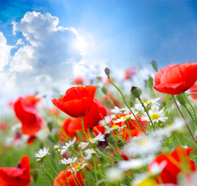 Фотообои Маки и ромашки