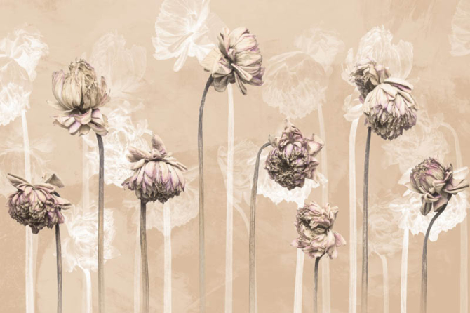 Фотошпалери мінімалістичні квіти