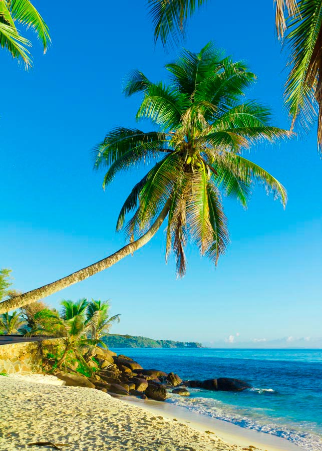 Фотошпалери Пальми біля моря