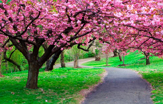 Фотошпалери Квітучі вишні