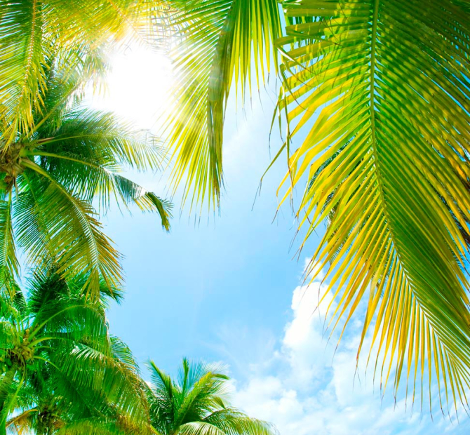 Фотообои Солнце сквозь листья