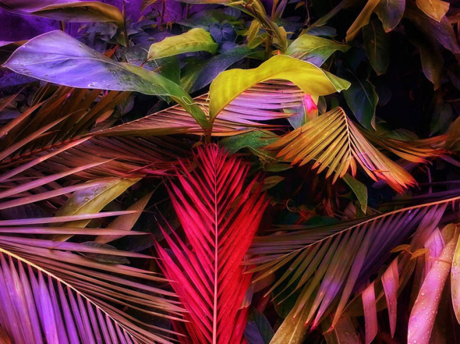 Фотошпалери яскраві листя