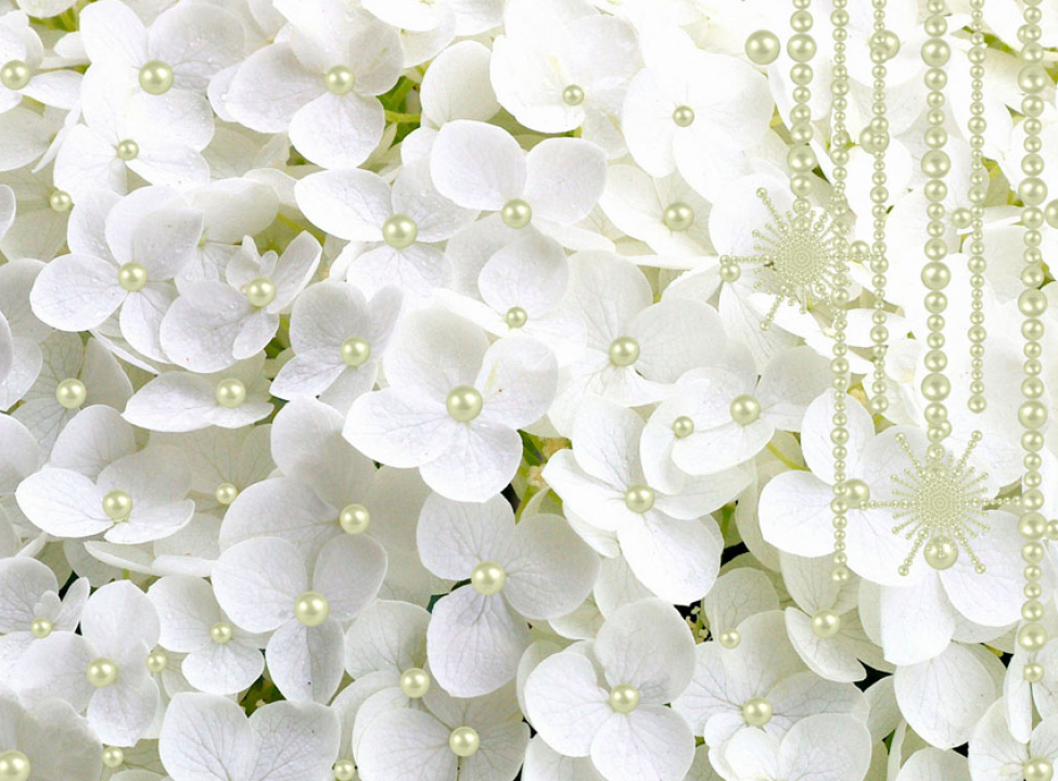 выбрать Фотошпалери Біла гортензія і намистини Фотошпалери Квіти на стіну