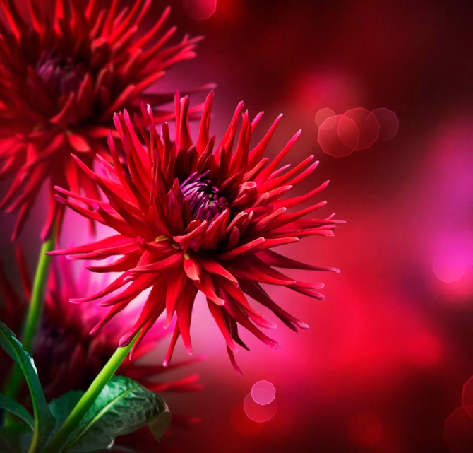 Фотошпалери Червоні айстри