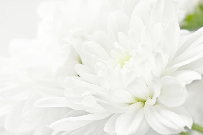 Фотошпалери Білі хризантеми