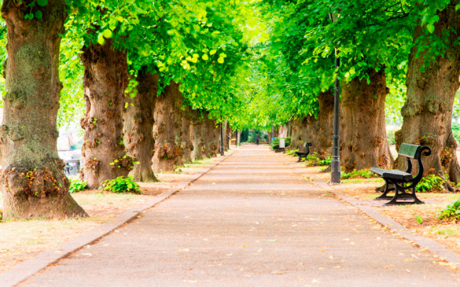 Фотошпалери Тунель з дерев