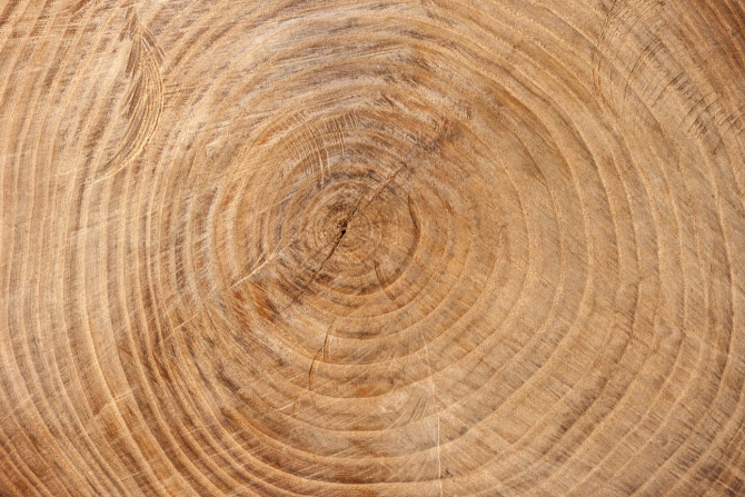 Фотошпалери Дерево в розрізі