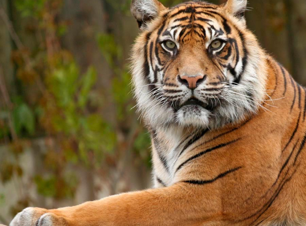 выбрать Фотошпалери Насторожений тигр Фотошпалери Тигри на стіну