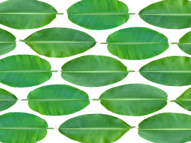 Фотошпалери листя банана