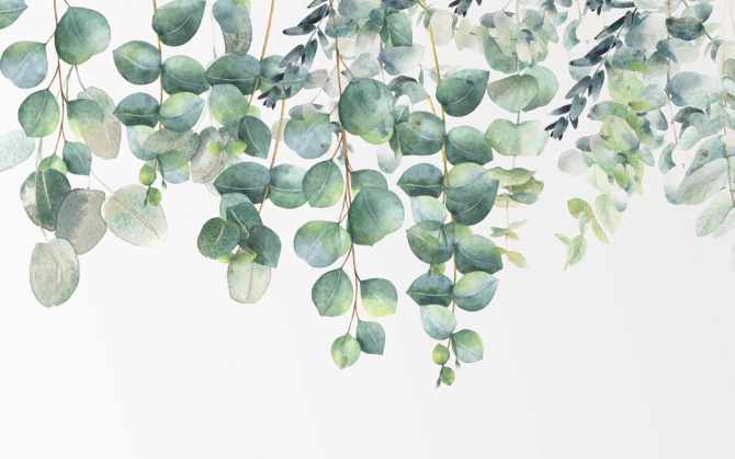 Фотошпалери Евкаліптові листя