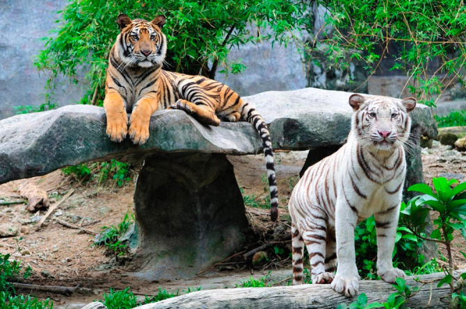 Фотошпалери Допитливі тигри