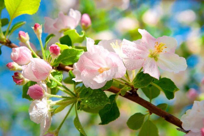 Фотошпалери Цвіте шипшина