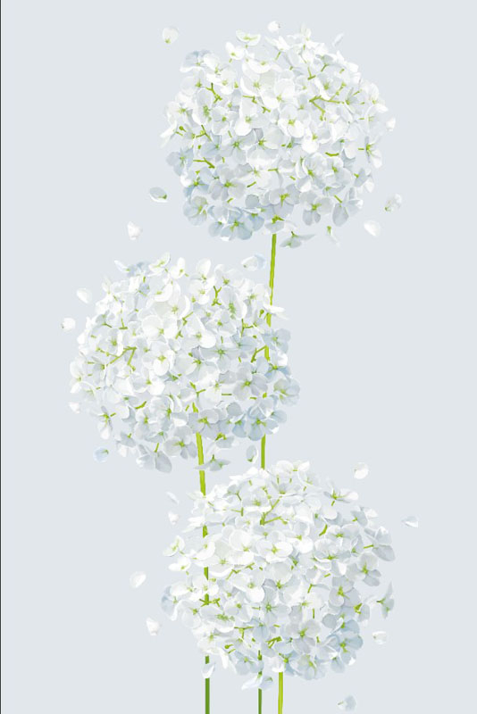 Фотошпалери кульбаби