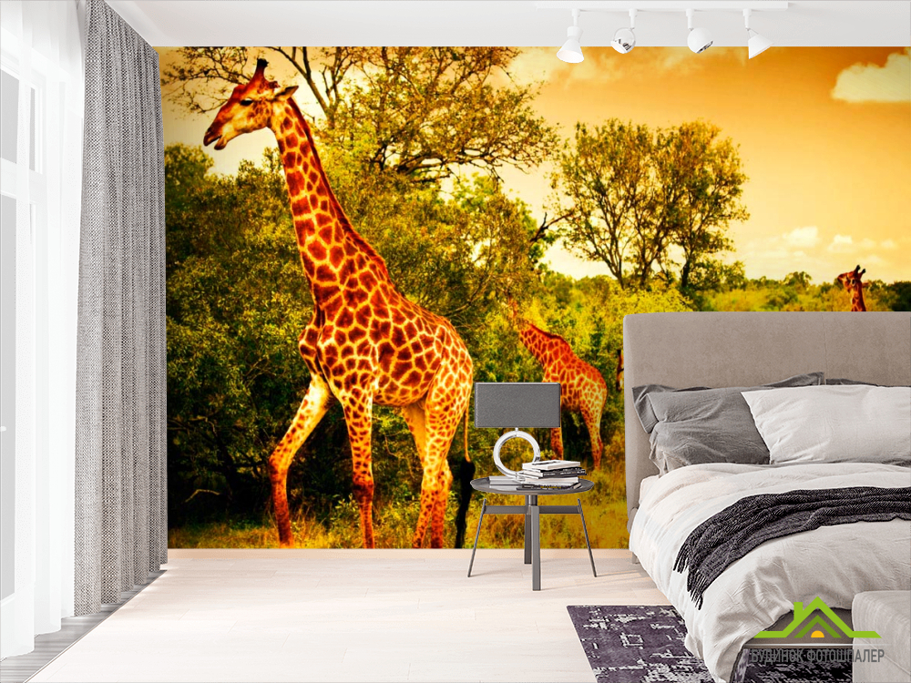 Фотообои Жирафы на пастбище