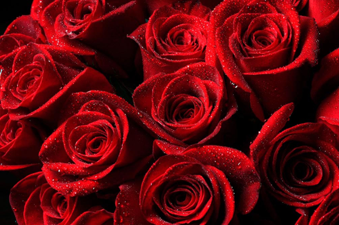 Фотошпалери Букет троянд червоного кольору