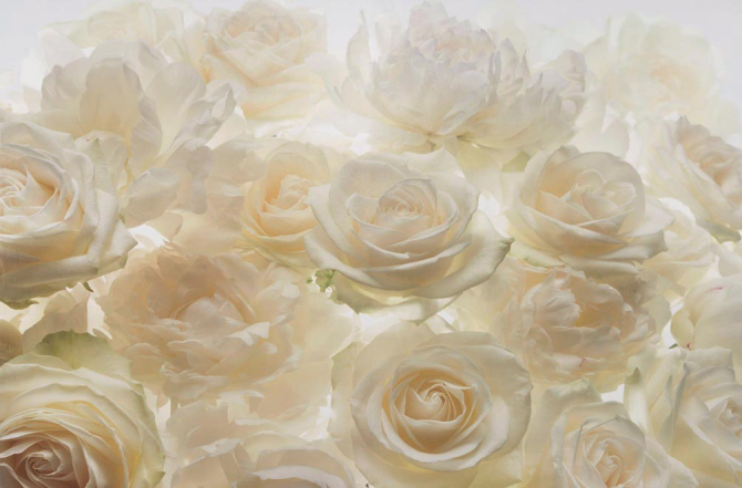 Фотообои Розы