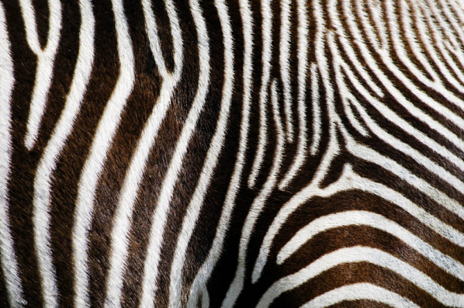 Фотообои зебра
