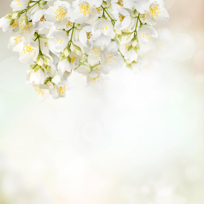 Фотошпалери Квіти