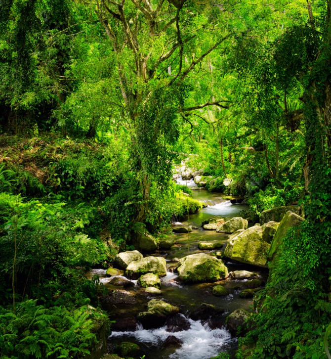 Фотошпалери річка в лісі