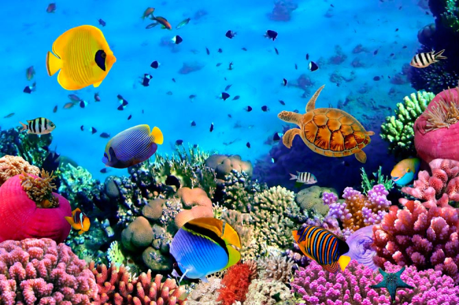 Фотошпалери Підводний світ. Краси.