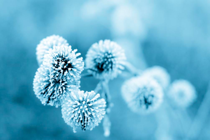 Фотообои Цветы в инее