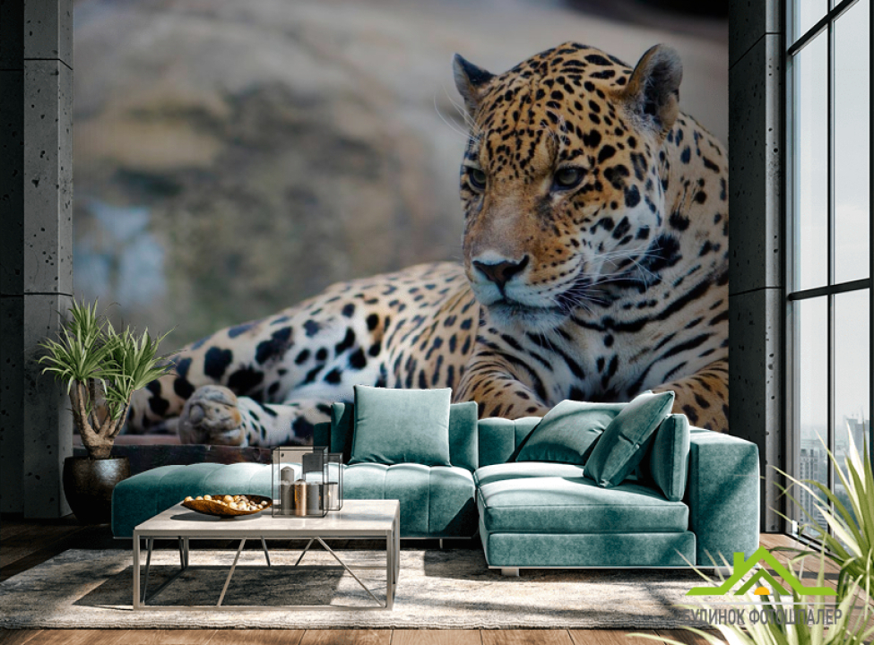 выбрать Фотообои Гепард на отдыхе Фотообои Гепарды на стену