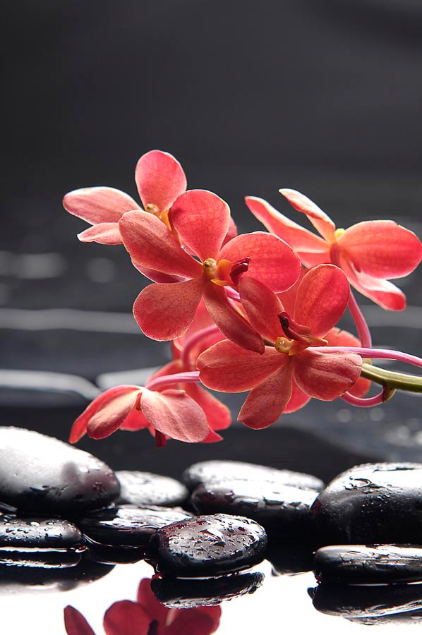 Фотошпалери Коралові квіти