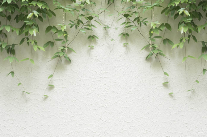 Фотообои Листья с потолка