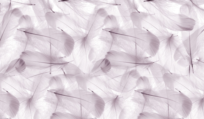 Фотошпалери Фіолетові пір'я