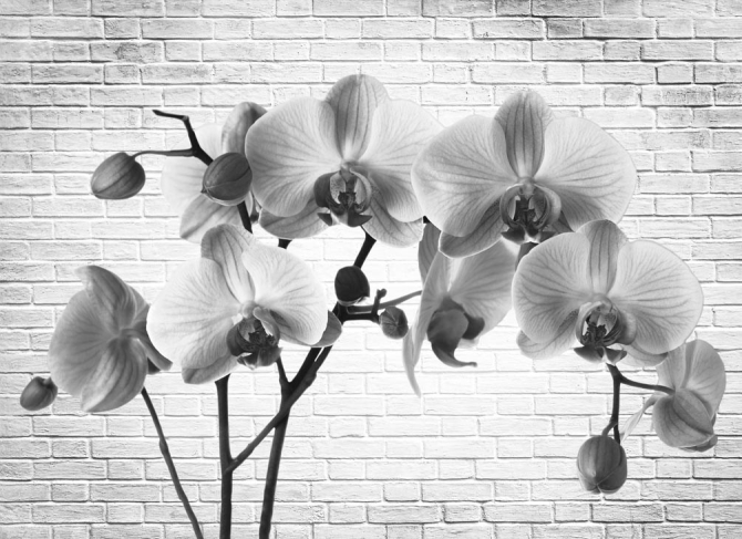 Фотошпалери Орхідея
