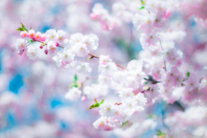 Фотообои Белые пушинки цветов