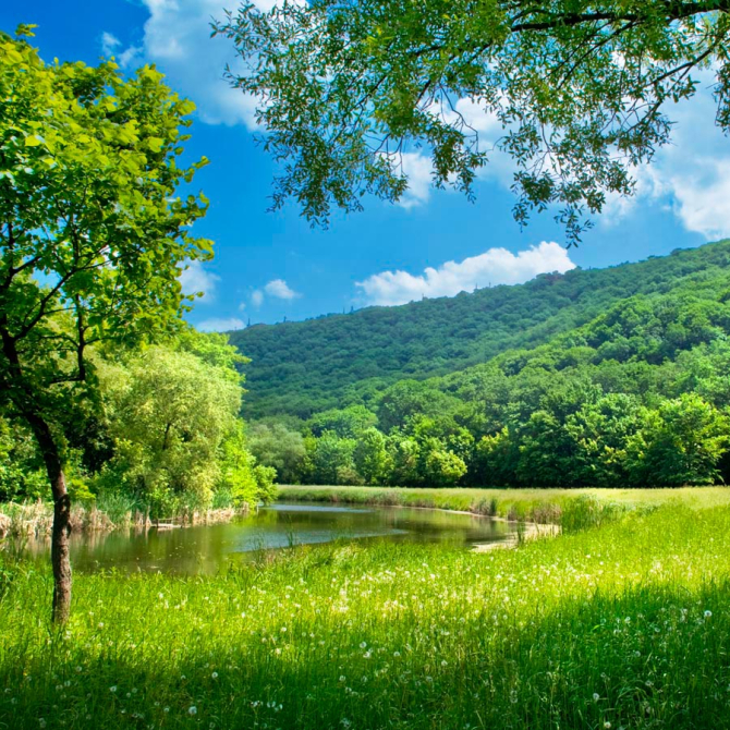 Фотошпалери Літо, ліс