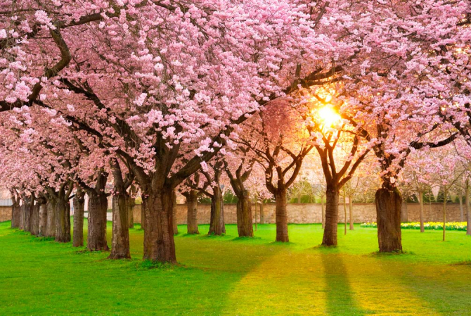 Фотошпалери Квітучі вишні