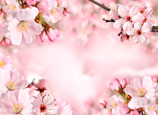 Фотошпалери Квіти