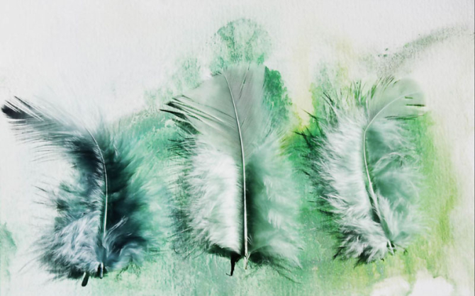 Фотошпалери зелені пір'я