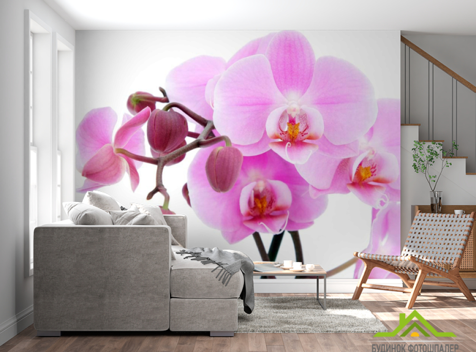 выбрать Фотообои Орхидеи на белом Фотообои Орхидеи на стену