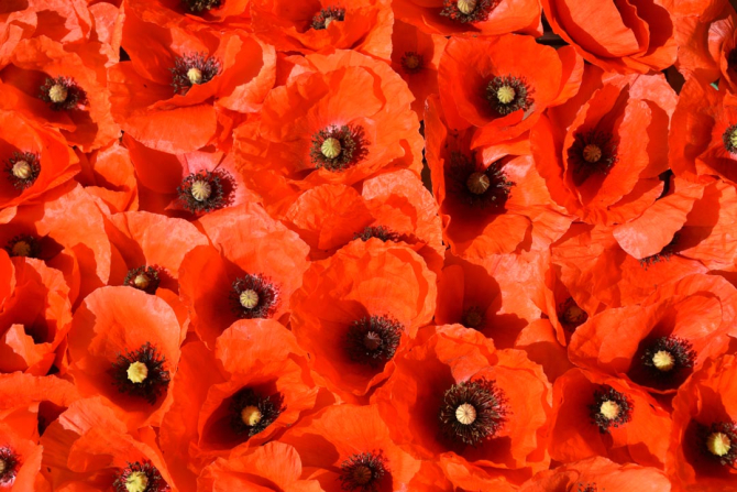 Фотошпалери червоні маки