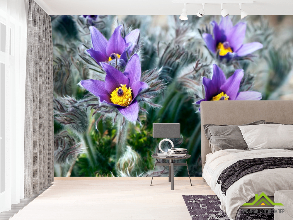 Фотошпалери Фіалки