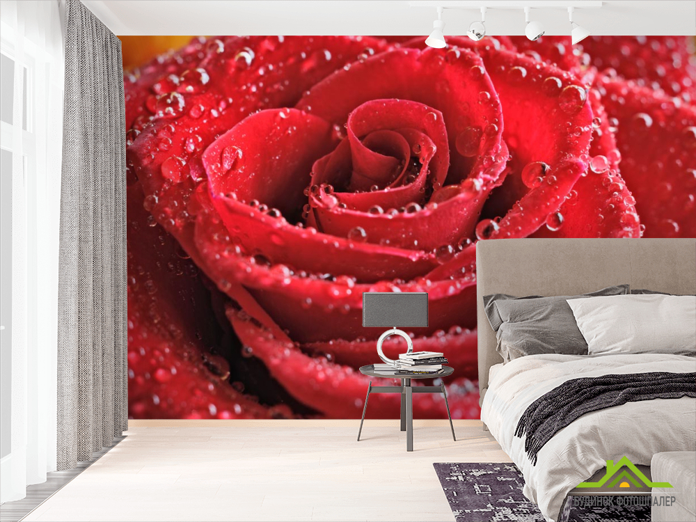 Фотообои красная роза с каплями