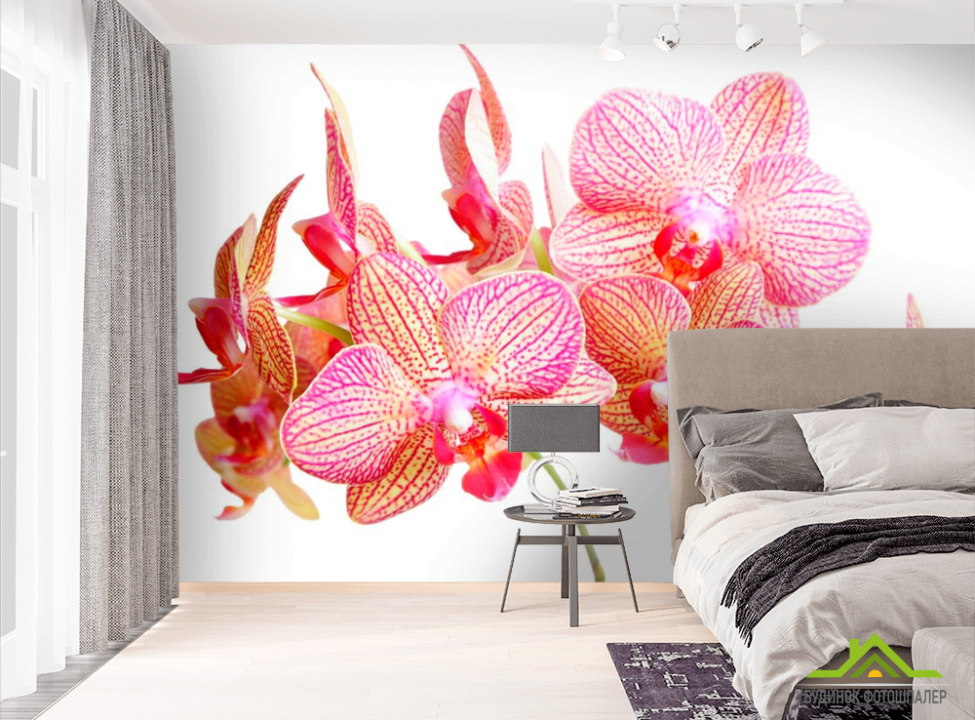 выбрать Фотошпалери Бежево-рожеві орхідеї Фотошпалери Орхідеї на стіну