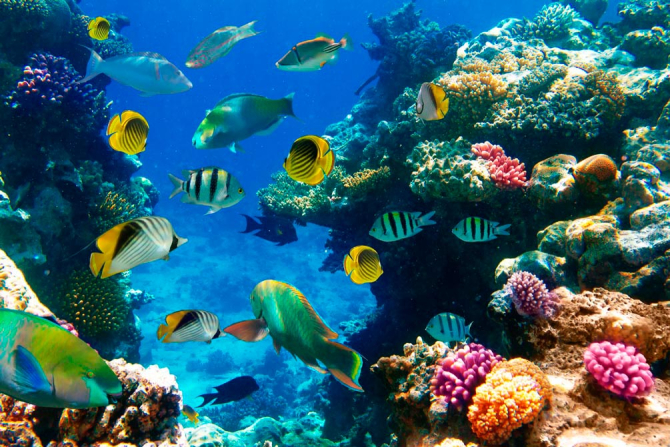 Фотообои Рыбий косяк