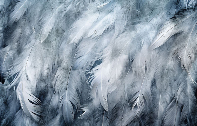 Фотошпалери Пір'я сині