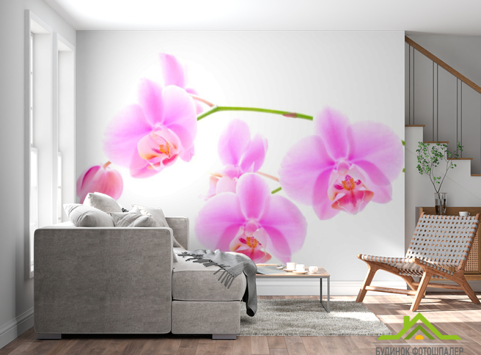 выбрать Фотообои Орхидеи распустились Фотообои Орхидеи на стену